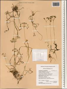 Allium trifoliatum Cirillo, South Asia, South Asia (Asia outside ex-Soviet states and Mongolia) (ASIA) (Cyprus)
