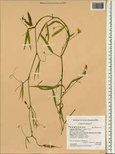 Lathyrus annuus L., South Asia, South Asia (Asia outside ex-Soviet states and Mongolia) (ASIA) (Cyprus)