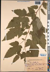 Rubus crataegifolius Bunge, Siberia, Russian Far East (S6) (Russia)