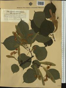 Tilia platyphyllos Scop., Western Europe (EUR) (Austria)