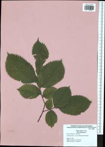 Ulmus glabra, Eastern Europe, Central region (E4) (Russia)