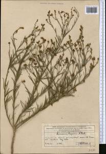 Linaria popovii Kuprian., Middle Asia, Western Tian Shan & Karatau (M3) (Kazakhstan)