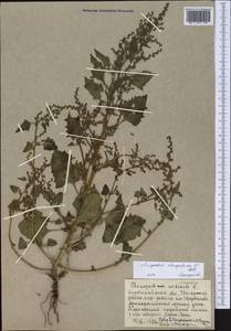 Oxybasis chenopodioides (L.) S. Fuentes, Uotila & Borsch, Middle Asia, Caspian Ustyurt & Northern Aralia (M8) (Kazakhstan)