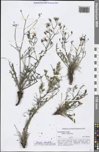 Crepidiastrum tenuifolium (Willd.) Sennikov, Siberia, Altai & Sayany Mountains (S2) (Russia)