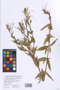 Epilobium pseudorubescens A. K. Skvortsov, Eastern Europe, Central region (E4) (Russia)