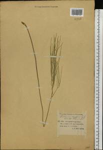 Erysimum diffusum Ehrh., Eastern Europe, Lower Volga region (E9) (Russia)