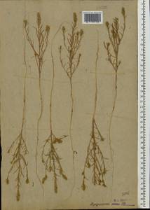 Corispermum hyssopifolium L., Eastern Europe, Moscow region (E4a) (Russia)