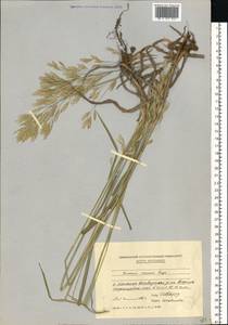Bromus inermis Leyss., Eastern Europe, Moldova (E13a) (Moldova)