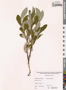 Salix krylovii E.L.Wolf, Siberia, Chukotka & Kamchatka (S7) (Russia)