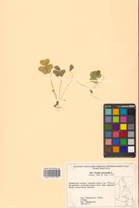 Oxalis acetosella L., Siberia, Russian Far East (S6) (Russia)