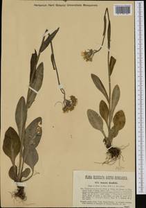 Tephroseris papposa (Rchb.) Schur, Western Europe (EUR) (Hungary)
