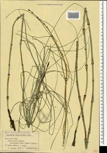 Equisetum ramosissimum Desf., Crimea (KRYM) (Russia)