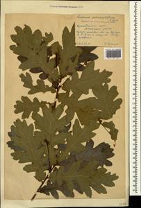 Quercus robur subsp. pedunculiflora (K.Koch) Menitsky, Caucasus, Krasnodar Krai & Adygea (K1a) (Russia)