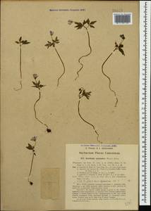 Anemone caucasica Willd. ex Rupr., Caucasus, Georgia (K4) (Georgia)