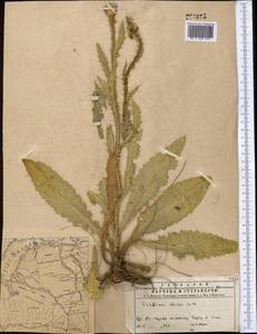 Cirsium alatum (S. G. Gmel.) Bobrov, Middle Asia, Muyunkumy, Balkhash & Betpak-Dala (M9) (Kazakhstan)