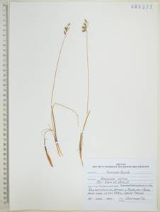 Anthoxanthum monticola (Bigelow) Veldkamp, Siberia, Russian Far East (S6) (Russia)