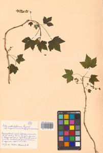 Ribes latifolium Jancz., Siberia, Russian Far East (S6) (Russia)