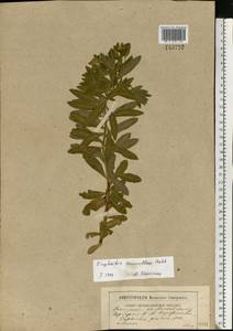 Euphorbia semivillosa (Prokh.) Krylov, Eastern Europe, Moscow region (E4a) (Russia)