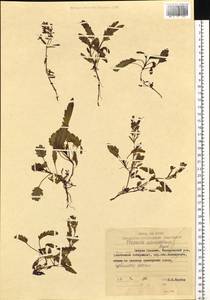 Veronica schmidtiana Regel, Siberia, Russian Far East (S6) (Russia)