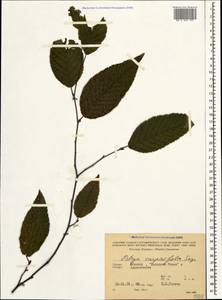 Ostrya carpinifolia Scop., Caucasus, Abkhazia (K4a) (Abkhazia)