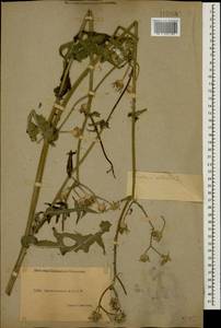 Sonchus palustris L., Caucasus, Dagestan (K2) (Russia)