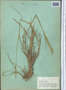 Agropyron, Middle Asia, Pamir & Pamiro-Alai (M2) (Tajikistan)