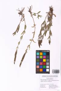 MHA 0 007 929, Veronica spicata L., Eastern Europe, Lower Volga region (E9) (Russia)