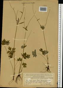 Ranunculus propinquus C.A.Mey., Eastern Europe, Northern region (E1) (Russia)
