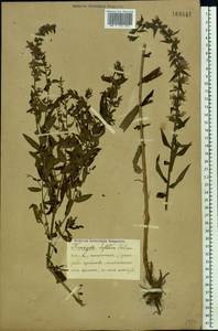 Lythrum salicaria L., Eastern Europe (no precise locality) (E0) (Not classified)