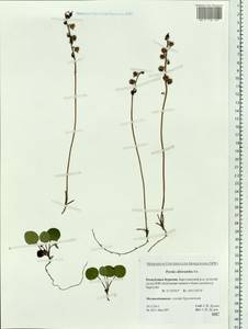 Pyrola chlorantha Sw., Siberia, Baikal & Transbaikal region (S4) (Russia)