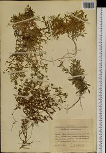 Mesostemma dichotomum (L.) Arabi, Rabeler & Zarre, Siberia, Altai & Sayany Mountains (S2) (Russia)