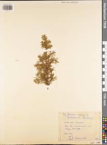 Juniperus communis L., Eastern Europe, Central region (E4) (Russia)