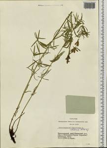 Dracocephalum ruyschiana L., Siberia, Central Siberia (S3) (Russia)