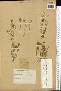 Eremopyrum orientale (L.) Jaub. & Spach, Eastern Europe, Eastern region (E10) (Russia)