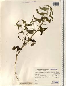 Aristolochia bottae Jaub. & Sp., South Asia, South Asia (Asia outside ex-Soviet states and Mongolia) (ASIA) (Iran)