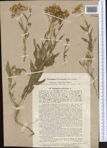 Haplophyllum pedicellatum Bunge ex Boiss., Middle Asia, Syr-Darian deserts & Kyzylkum (M7) (Uzbekistan)