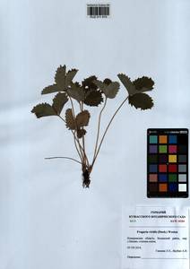 Fragaria viridis Duchesne, Siberia, Altai & Sayany Mountains (S2) (Russia)