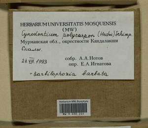 Cynodontium polycarpon (Hedw.) Schimp., Bryophytes, Bryophytes - Karelia, Leningrad & Murmansk Oblasts (B4) (Russia)