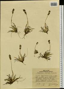 Tofieldia coccinea Richardson, Siberia, Russian Far East (S6) (Russia)