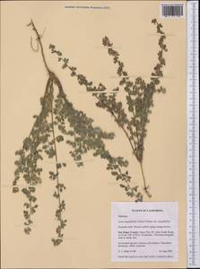 Syrmatium argophyllum (A.Gray)Greene, America (AMER) (United States)