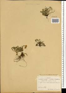 Potentilla acaulis L., Mongolia (MONG) (Mongolia)