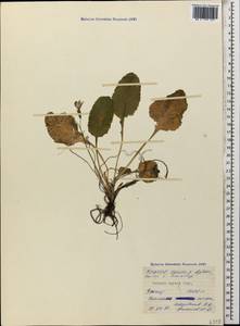 Primula amoena subsp. meyeri (Rupr.) Valentine & Lamond, Caucasus, North Ossetia, Ingushetia & Chechnya (K1c) (Russia)