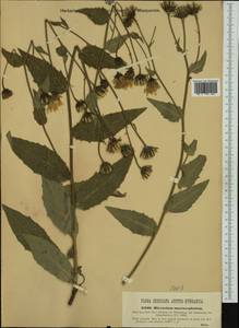Hieracium macrocephalum Huter ex Dalla Torre, Western Europe (EUR) (Austria)