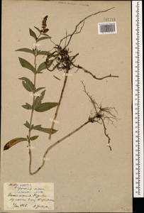 Mentha × piperita L., Caucasus, Armenia (K5) (Armenia)