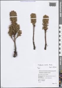 Phelipanche arenaria (Borkh.) Pomel, Eastern Europe, Rostov Oblast (E12a) (Russia)