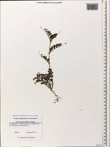 Vicia sativa subsp. cordata (Hoppe)Asch. & Graebn., Caucasus, Azerbaijan (K6) (Azerbaijan)