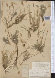 Oxytropis floribunda (Pall.) DC., Middle Asia, Muyunkumy, Balkhash & Betpak-Dala (M9) (Kazakhstan)
