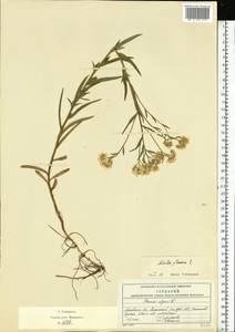 Achillea ptarmica subsp. ptarmica, Eastern Europe, Moscow region (E4a) (Russia)