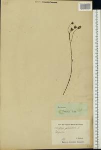 Saxifraga granulata L., Eastern Europe, Estonia (E2c) (Estonia)