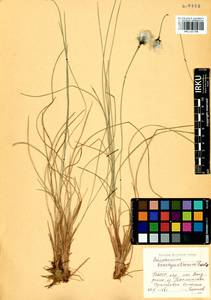 Eriophorum brachyantherum Trautv. & C.A.Mey., Siberia, Baikal & Transbaikal region (S4) (Russia)